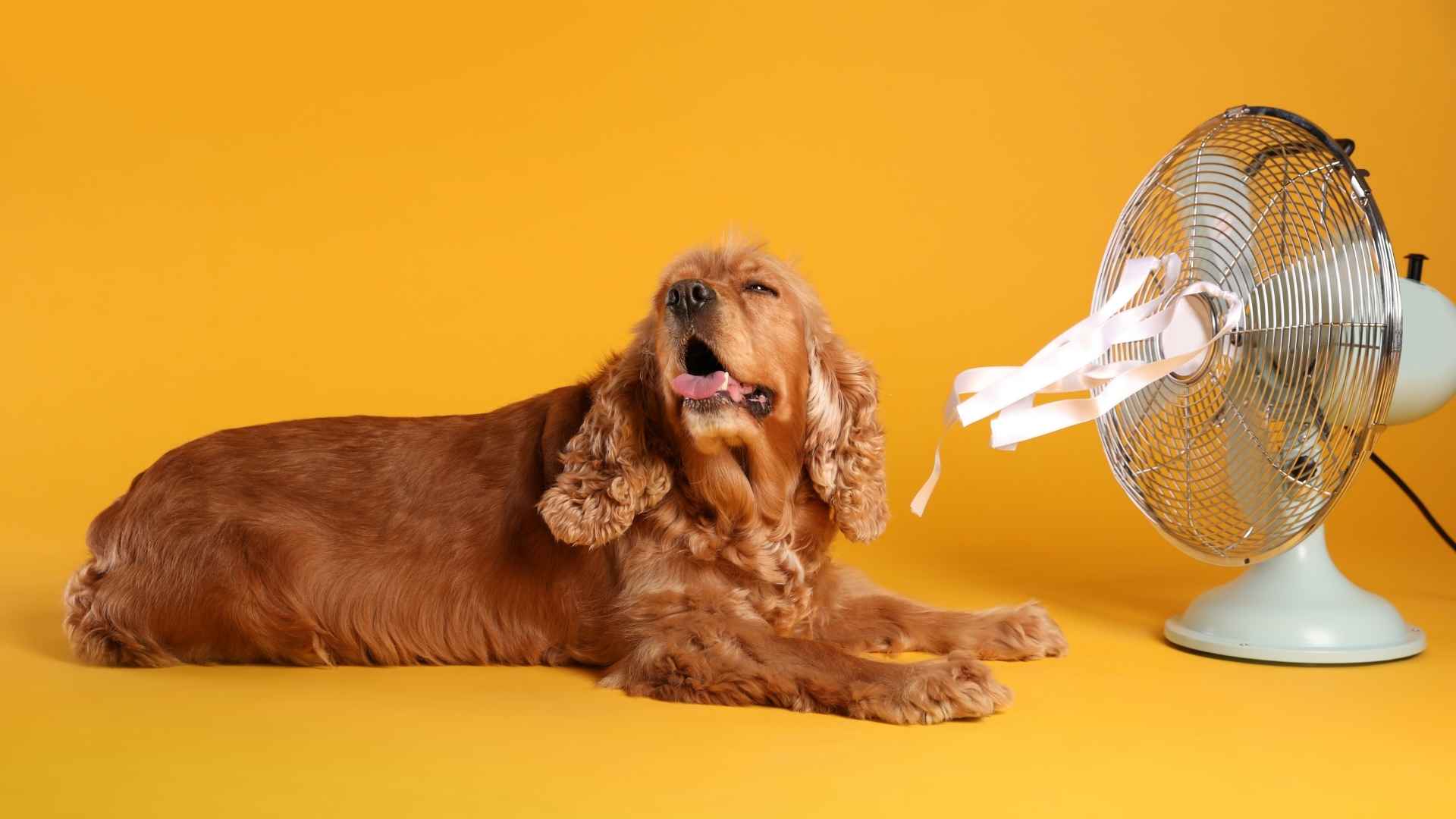 cómo refrescar a un perro en verano